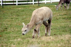 SONY DSC