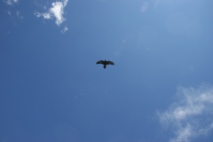 SONY DSC