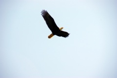 SONY DSC