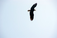 SONY DSC
