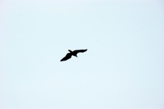 SONY DSC