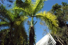 SONY DSC