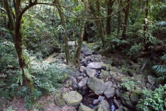 SONY DSC