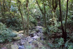 SONY DSC