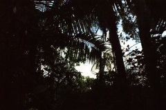 SONY DSC