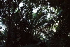 SONY DSC
