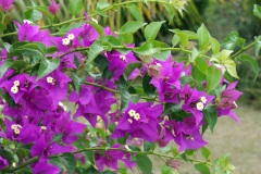 SONY DSC