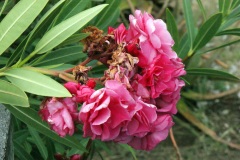 SONY DSC