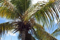 SONY DSC