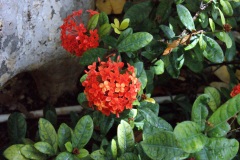SONY DSC