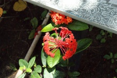 SONY DSC