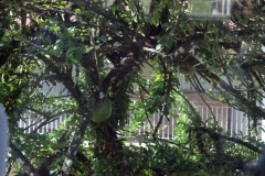 SONY DSC