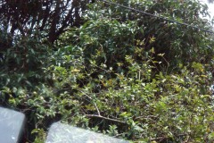SONY DSC