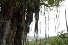 SONY DSC