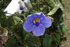 SONY DSC