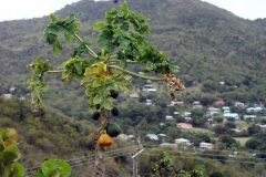 SONY DSC