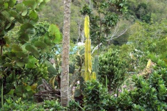 SONY DSC