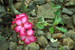 SONY DSC