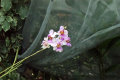 SONY DSC