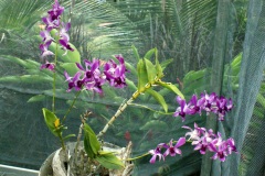 SONY DSC