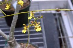 SONY DSC