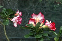 SONY DSC