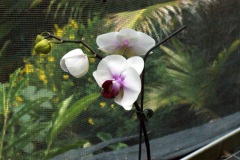 SONY DSC