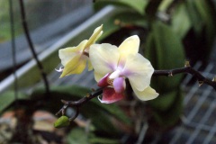 SONY DSC