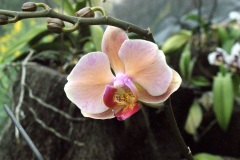SONY DSC