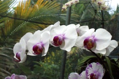 SONY DSC