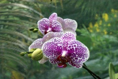 SONY DSC