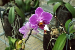 SONY DSC