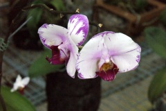 SONY DSC