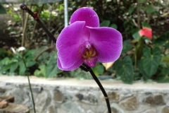 SONY DSC