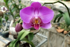 SONY DSC