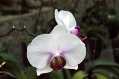 SONY DSC