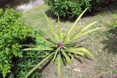 SONY DSC