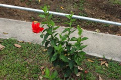 SONY DSC