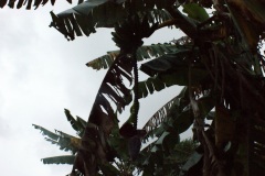SONY DSC