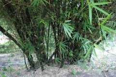 SONY DSC