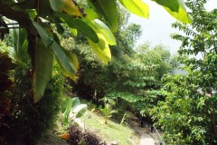 SONY DSC