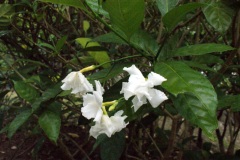 SONY DSC