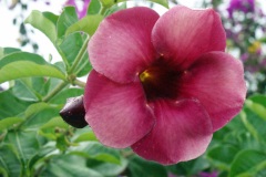 SONY DSC