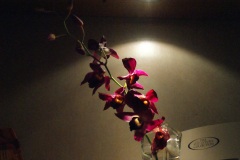 SONY DSC