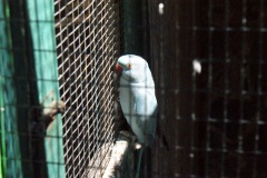 SONY DSC