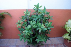 SONY DSC