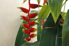 SONY DSC