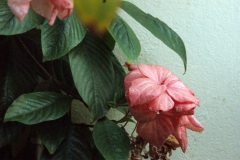 SONY DSC