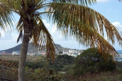 SONY DSC