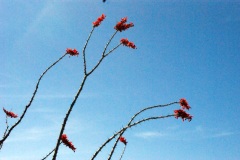 SONY DSC
